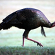 Illustration for article titled Wild Turkeys Are Terrorizing a Town in New Jersey
